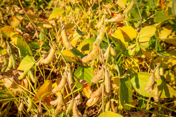 Soybean pods on the plantation at sunset. Agricultural photography.