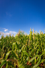 Fototapeta premium Corn plantation in a sunny day. Agricultural photography.