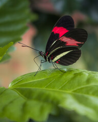Fototapeta na wymiar Butterfly Castanha-Vermelha - black butterfly with red details perched on a green leaf