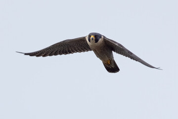 Close view of a Peregrine Falcon flying, seen in the wild near the San Francisco Bay