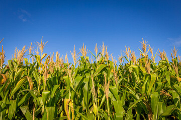 Corn plantation in a sunny day. Agricultural photography.
