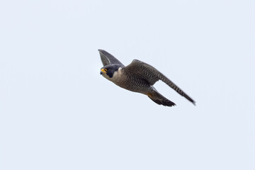Close view of a Peregrine Falcon flying, seen in the wild near the San Francisco Bay