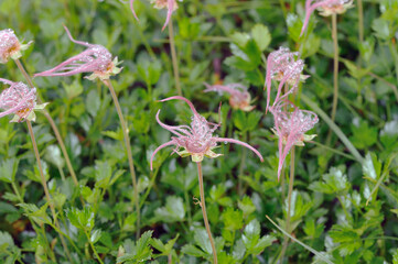 チングルマの綿毛（北海道・大雪山）
