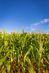 Corn plantation in a sunny day. Agricultural photography.