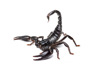 Black scorpion isolated on white background. - obrazy, fototapety, plakaty