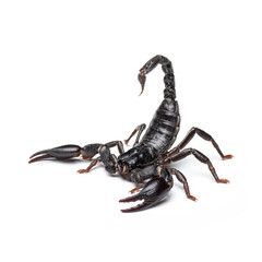 Black scorpion isolated on white background. - obrazy, fototapety, plakaty
