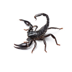 Black scorpion isolated on white background.