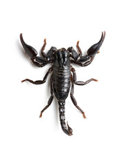 Black scorpion isolated on white background. - 422438284