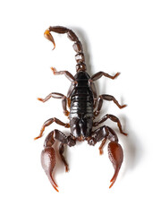 Red scorpion isolated on white background. - obrazy, fototapety, plakaty