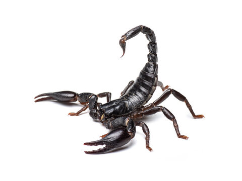 Scorpion Tail Images – Browse 10,692 Stock Photos, Vectors, and Video |  Adobe Stock