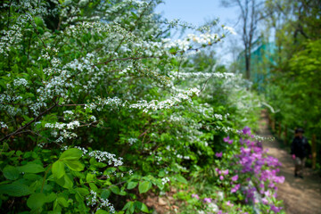 이름 모를 하얀 꽃: 청담공원