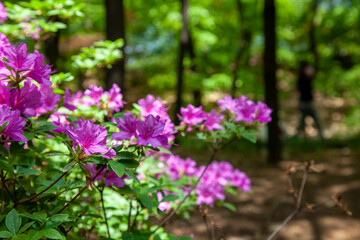 서울 도심 속 작은 공원에 핀 진달래