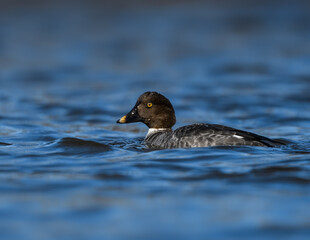 Common Goldeneye is swimming in River in Spring  