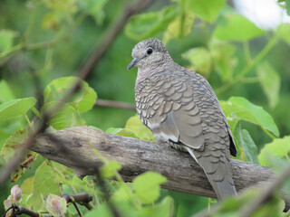 Rolinha Fogo-pago - gray and white painted bird perched on a branch amid green leaves