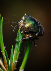 Close up view of a large shiny green beetle sitting on the tip of the grass