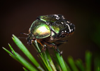 Close up view of a large shiny green beetle sitting on the tip of the grass
