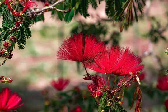 &Aacute;rbol, Plumerillo rojo. Maldonado, Uruguay.