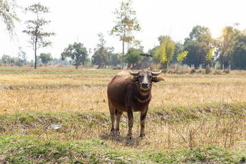 Water Buffalo Standing graze rice grass field meadow sun,  background, clear sky. Landscape scenery, beauty of nature animals concept late summer early autumn day.