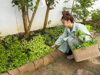 Fototapeta premium woman hold a basket and picking fresh green vegetable in farm
