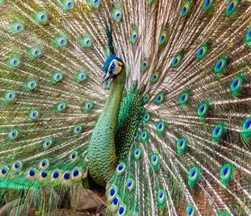 Fotobehang male peacock, showing its tail © geargodz
