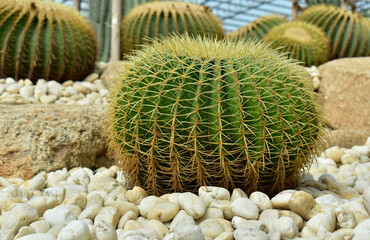 Cactus With spikes, but beautiful in the garden