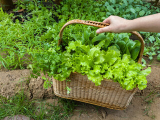 hand hold wicker straw basket with fresh green vegetable in farm