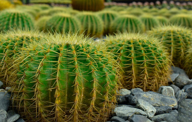 cactus It has thorns and is beautiful.