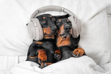Two cute dachshunds lie in embrace on bed with their heads on pillow and listen to music, interesting podcast or bedtime story using modern wireless headphones, copy space.