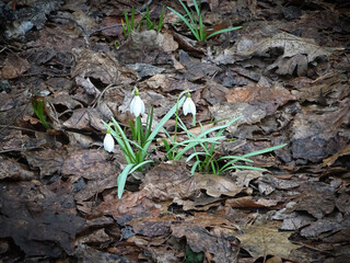 White spring snowdrops among last year's leaves, selective focus