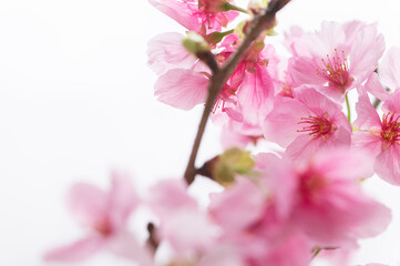 桜　陽光桜