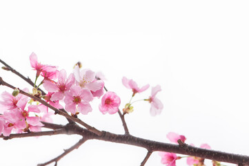 桜　陽光桜