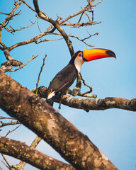 Tucano - black bird with large and colorful beak perched on a tree with dry branches and blue sky in the background