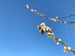 梅の枝数本と青空