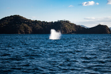 Humpback Whale