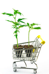 Cannabis clone seedlings in shopping cart, purchase and delivery of live Marijuana