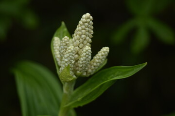 コバイケイソウ