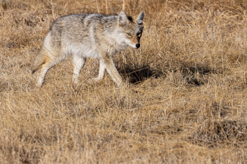 Coyote on the Hunt
