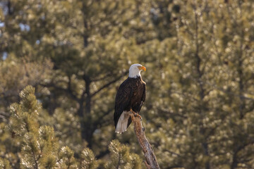 Bald Eagles in Eleven Mile Canyon