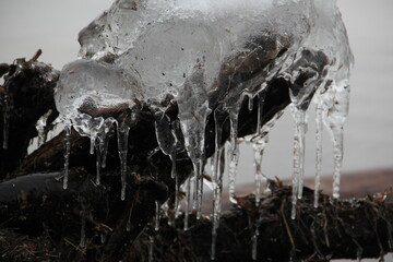 icicles on a tree by the shore