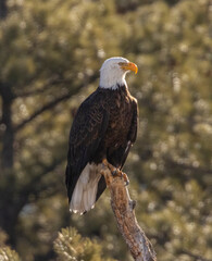 Bald Eagles in Eleven Mile Canyon