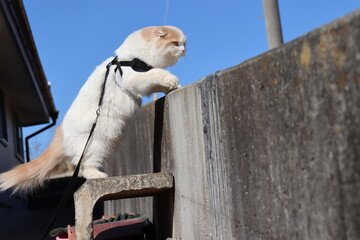 塀に登る猫