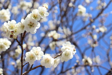 梅の花　white　