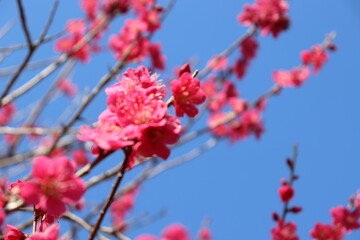 濃いピンクの梅の花