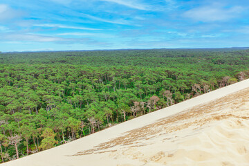 Forest at Dune of Pilat in Arcachon France . Green Woodland view from the sandy Dune 