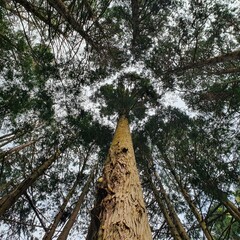 Fototapeta premium trees in the forest