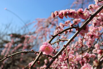 梅の花
