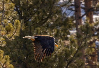 Bald Eagles in Eleven Mile Canyon
