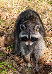Young Raccoon