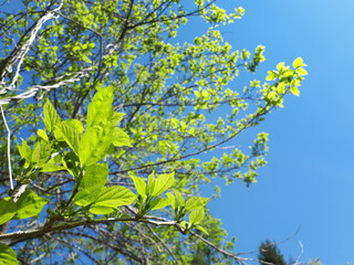 mellow green