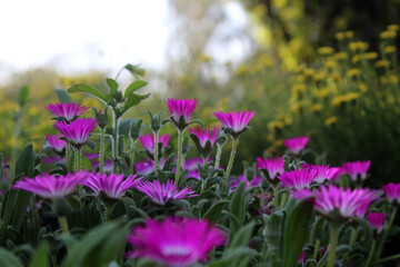 Obraz premium Aster flower